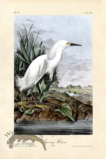 Snowy Heron